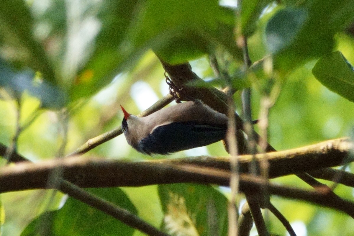 Velvet-fronted Nuthatch - ML647626446