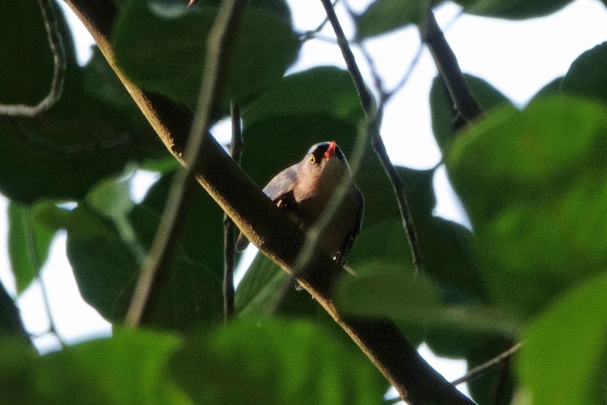 Velvet-fronted Nuthatch - ML647626447