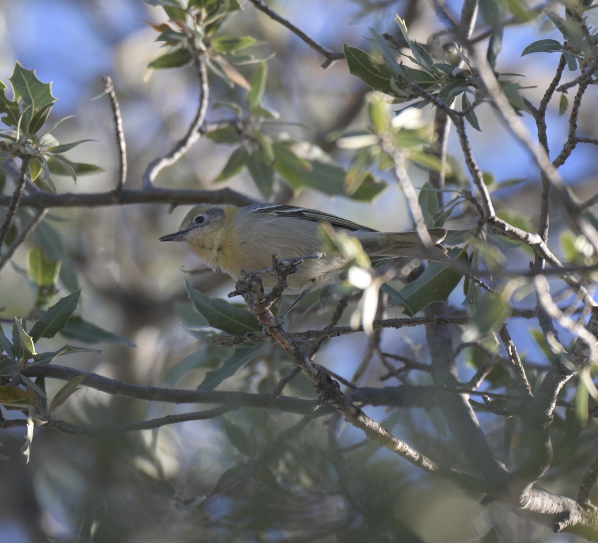 Olive Warbler - ML647626448