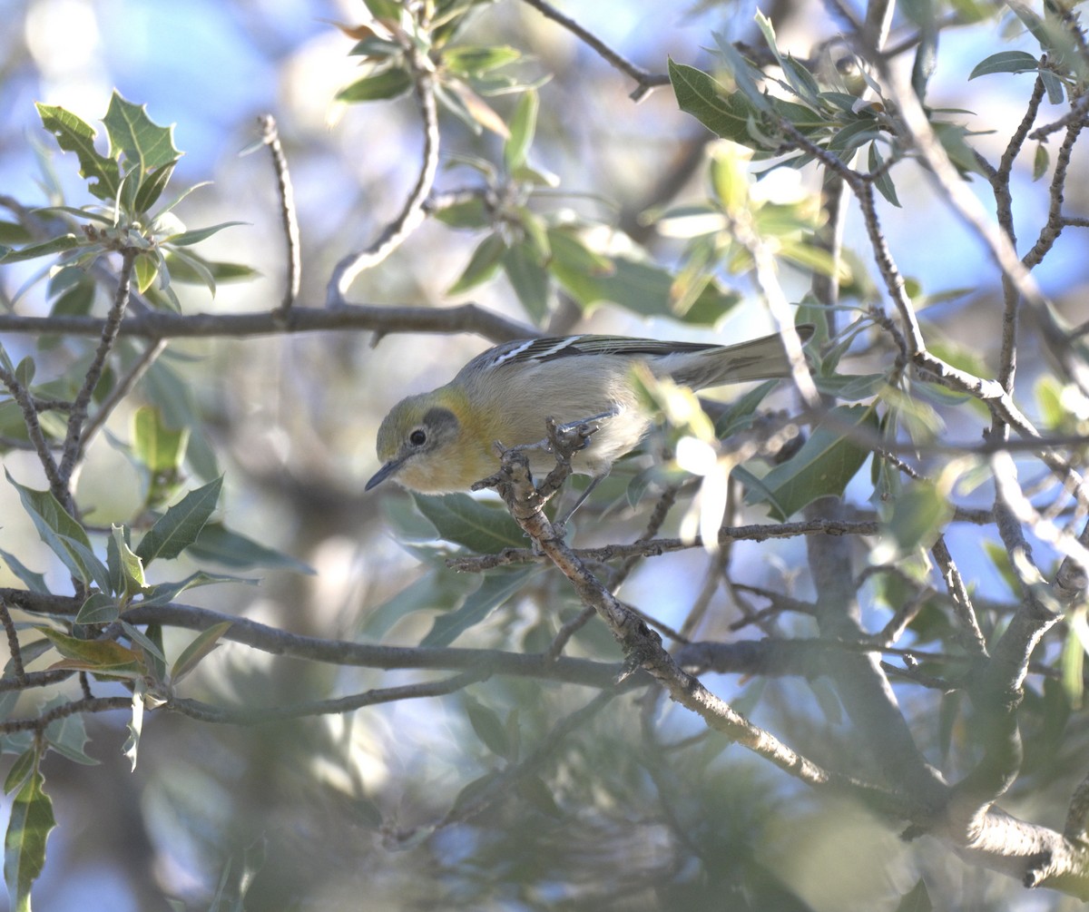Olive Warbler - ML647626458