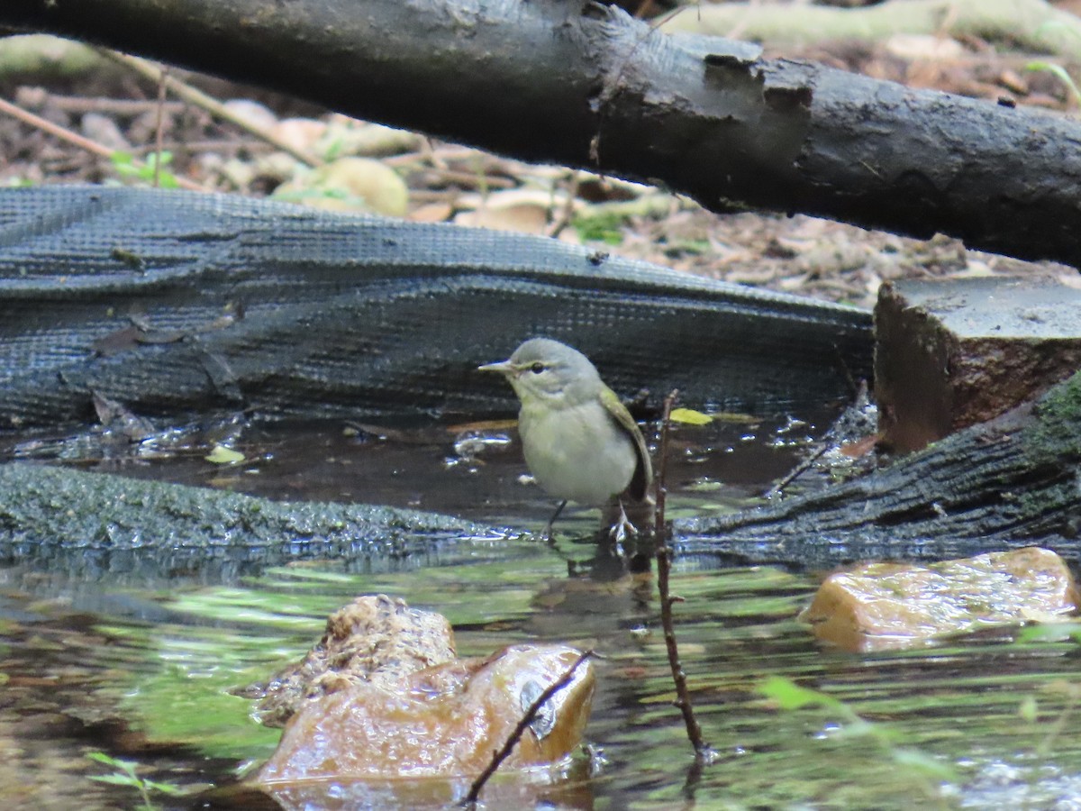 Tennessee Warbler - ML647626470