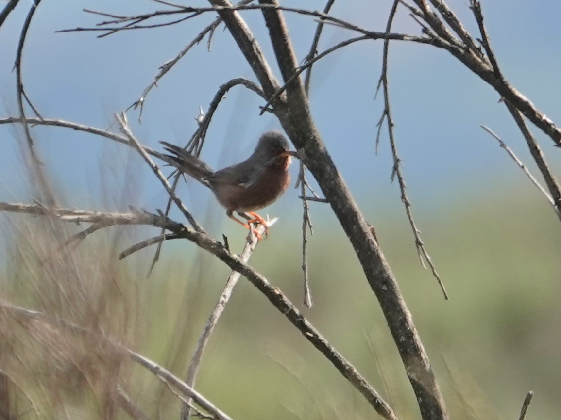 Etze-txinboa - ML647626475