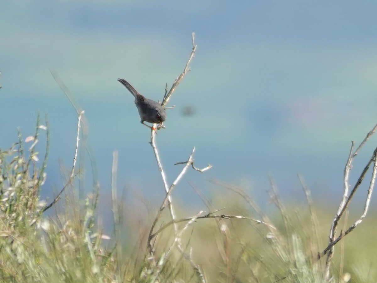 Etze-txinboa - ML647626476