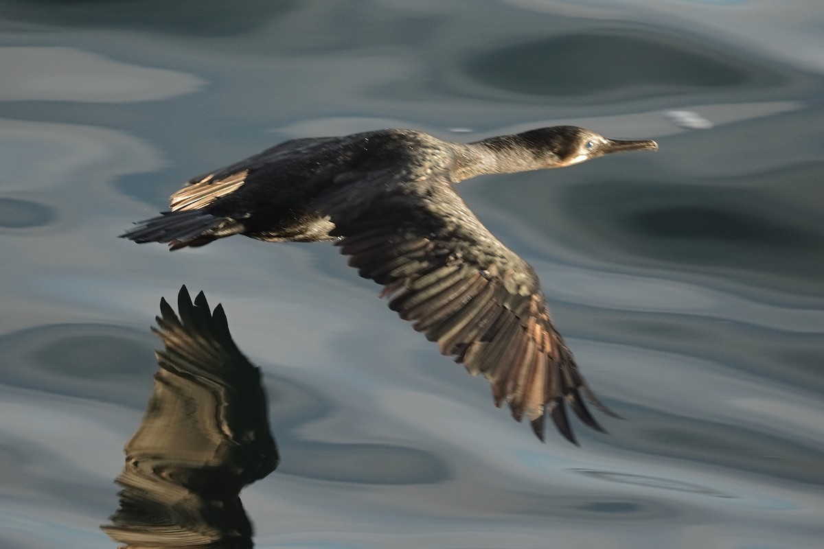 Cormorán Sargento - ML647626491