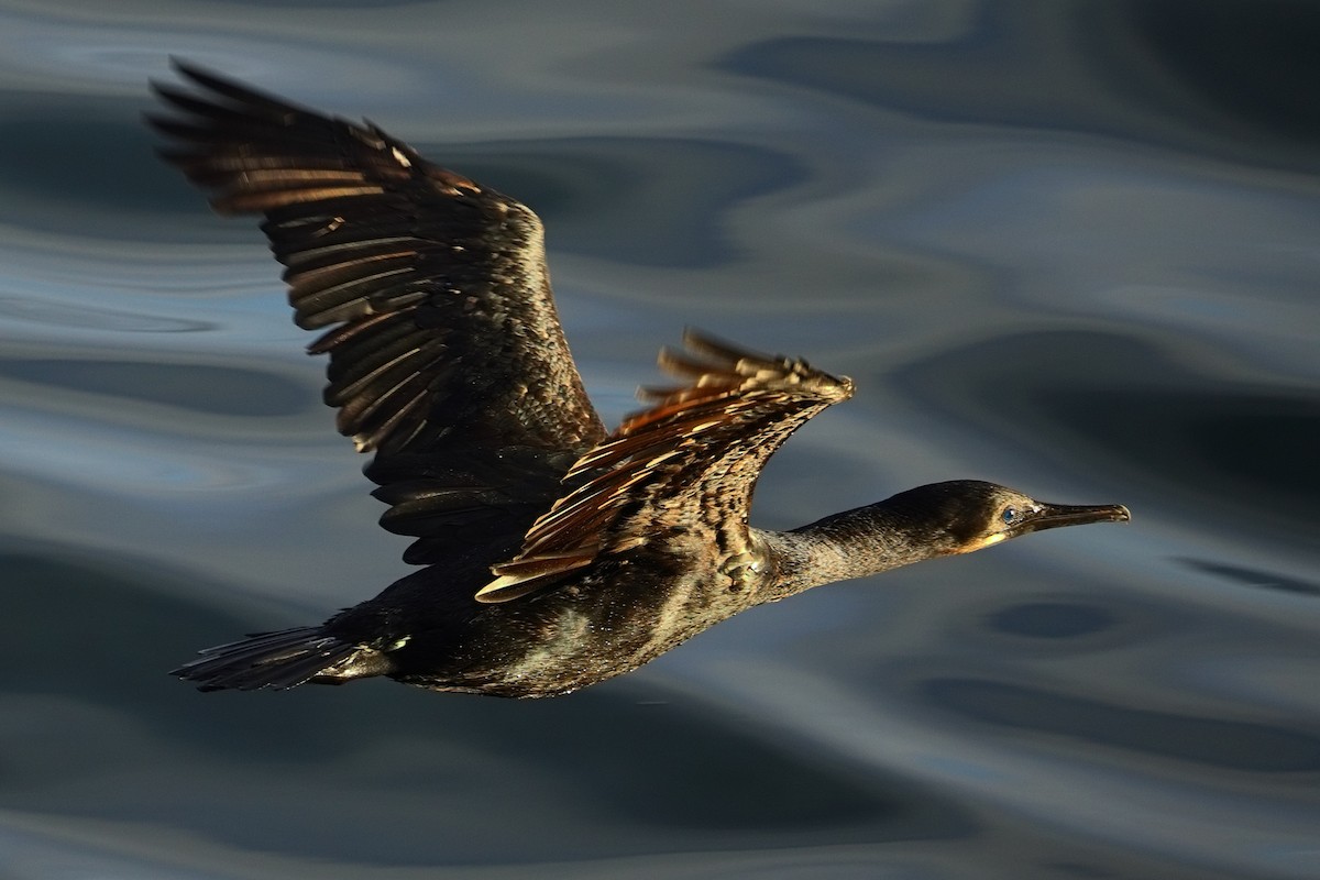 Cormorán Sargento - ML647626492