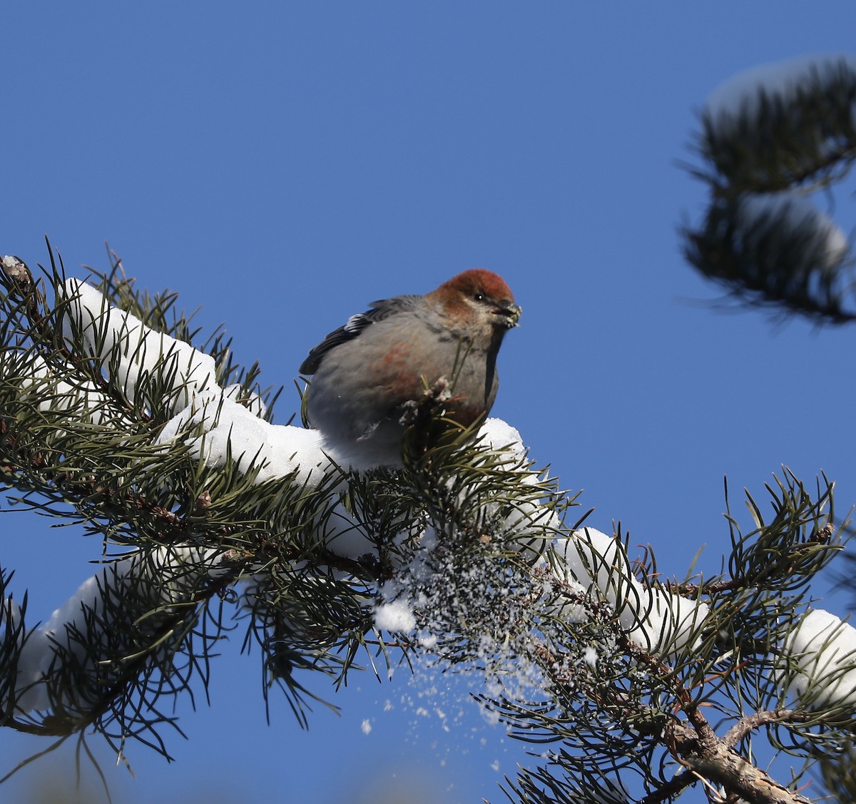 Pinu-gailupa - ML647626493