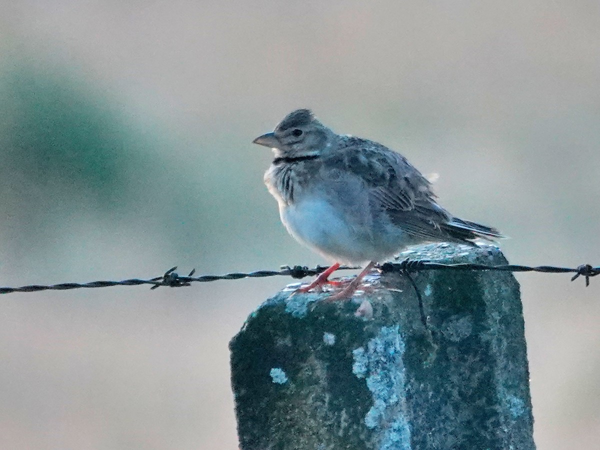 Alouette calandre - ML647626517