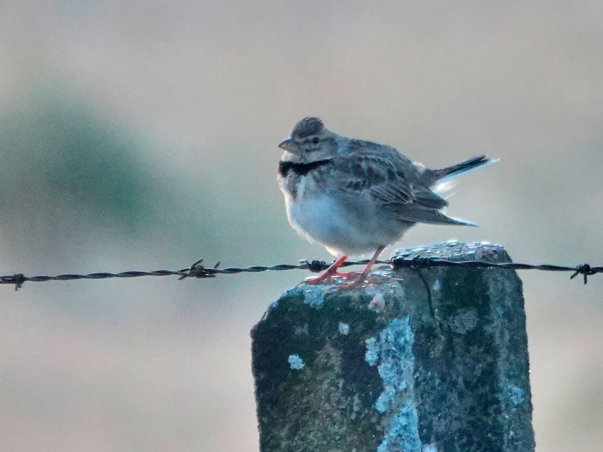 Alouette calandre - ML647626518