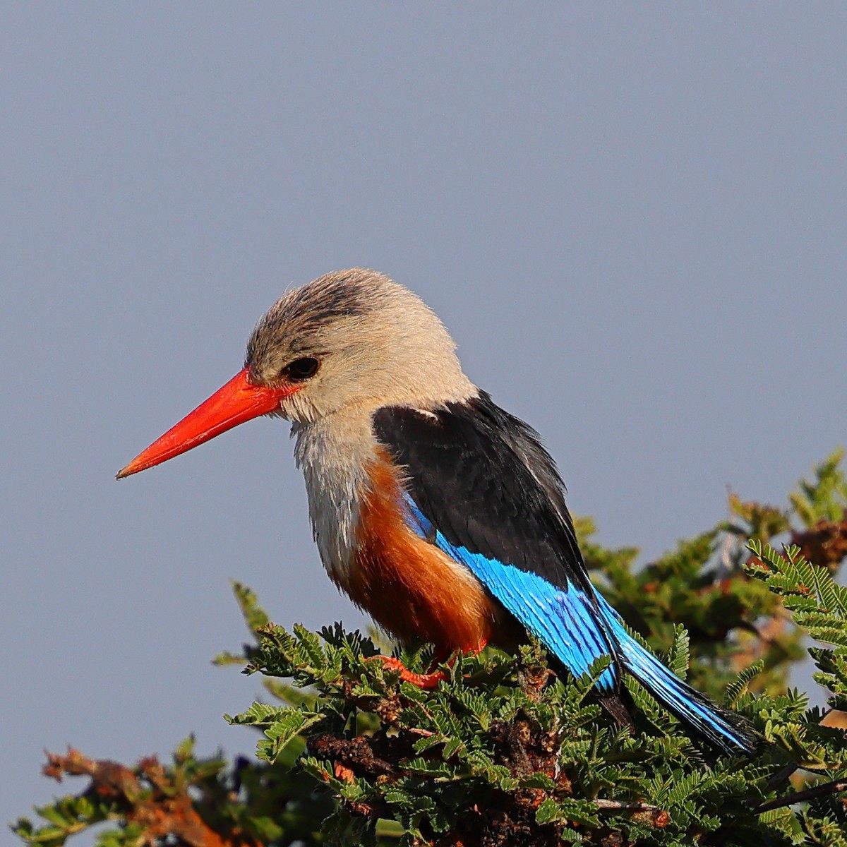 Gray-headed Kingfisher - ML647626521