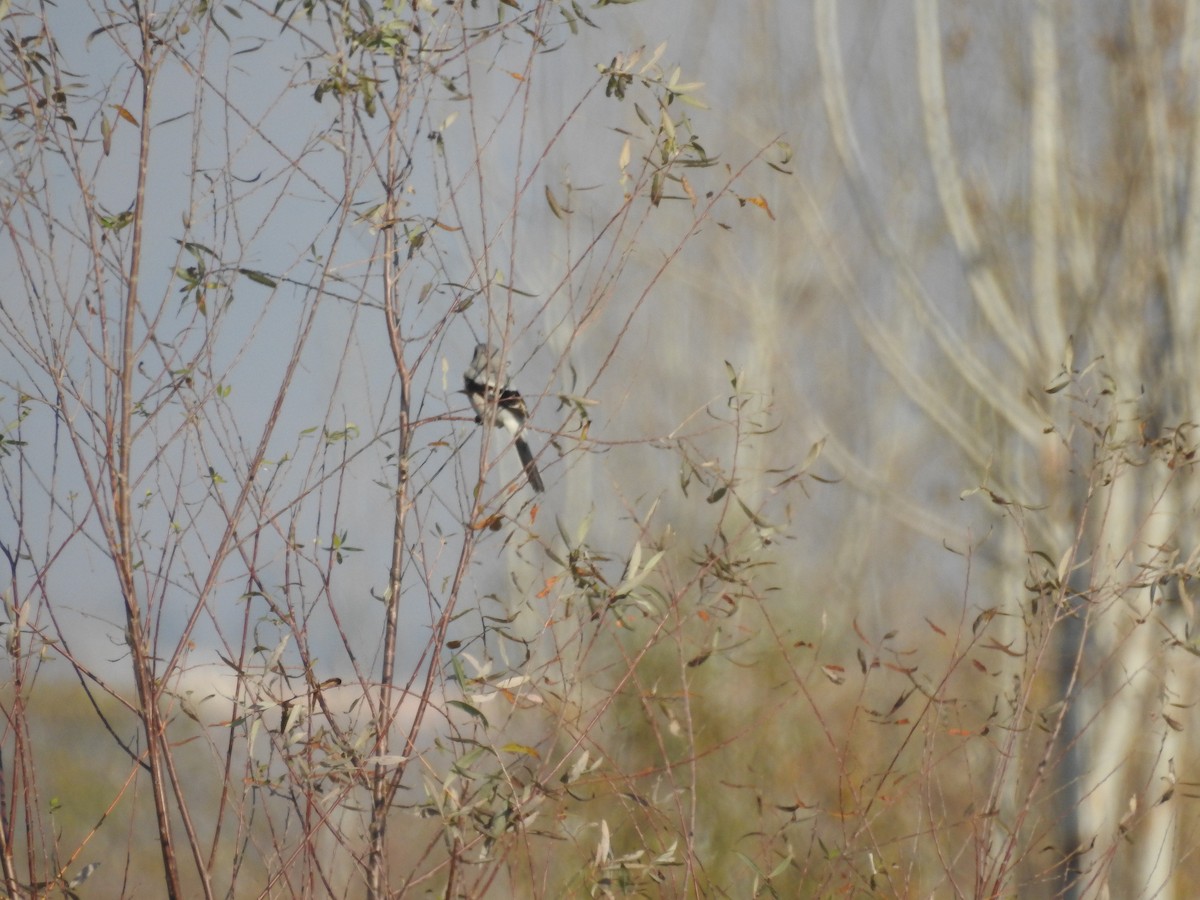 Great Gray Shrike - ML647626525