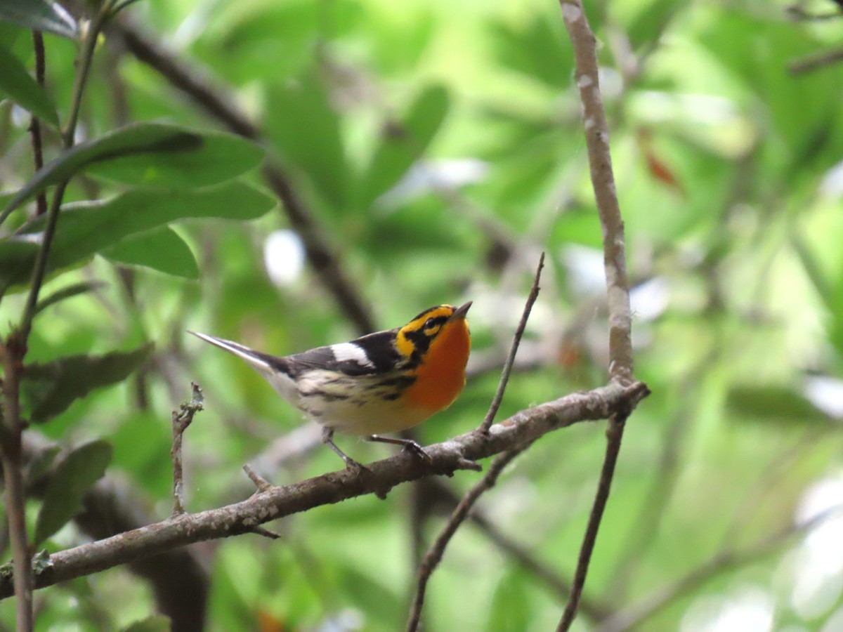 Blackburnian Warbler - ML647626534