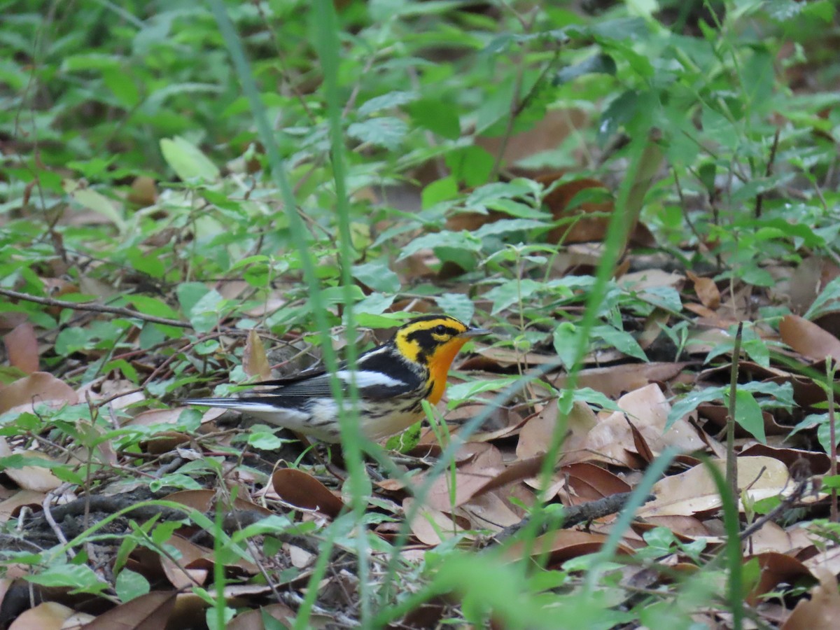 Blackburnian Warbler - ML647626535