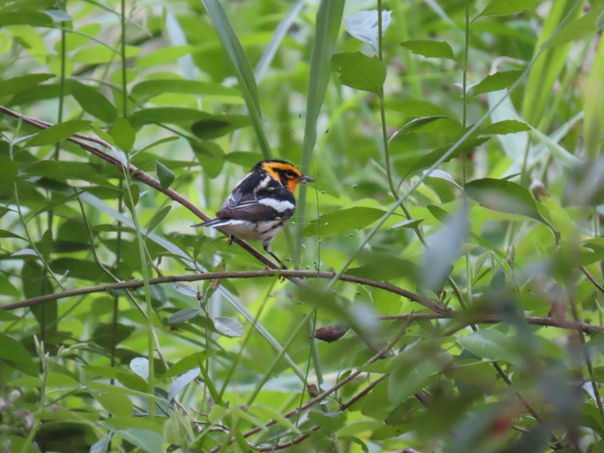 Blackburnian Warbler - ML647626565