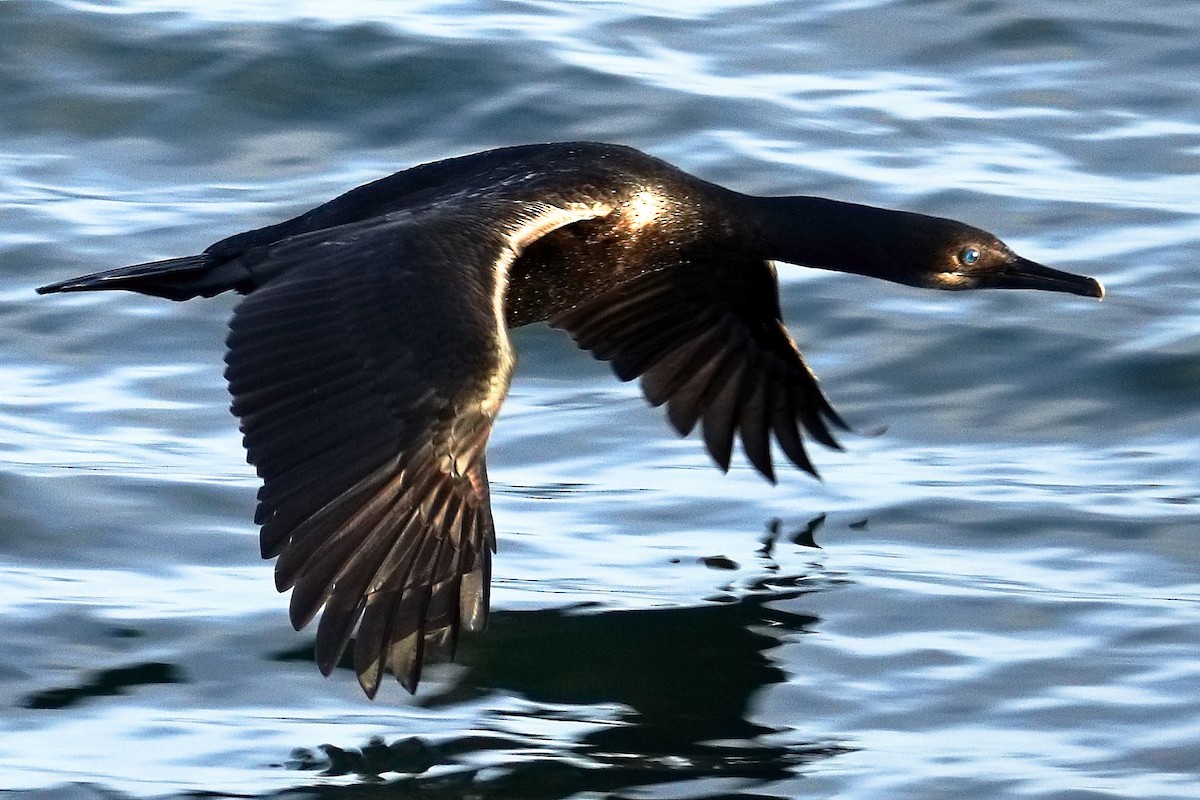 Cormorán Sargento - ML647626570