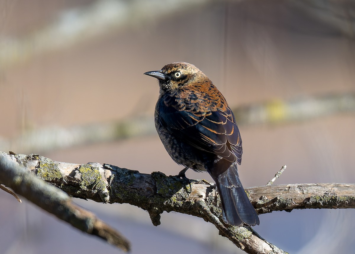 Трупіалець північний - ML647626576