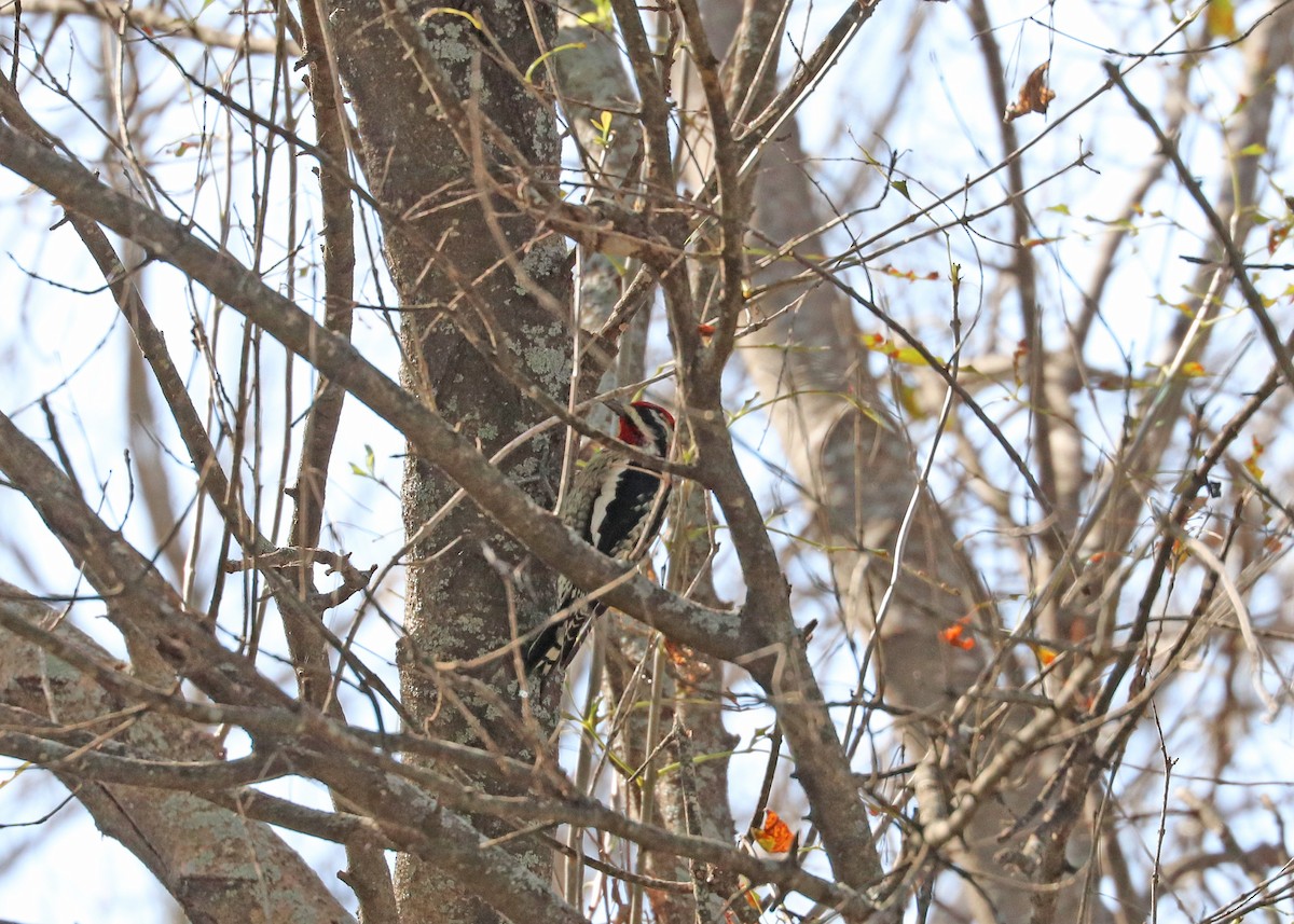 Red-naped Sapsucker - ML647626592