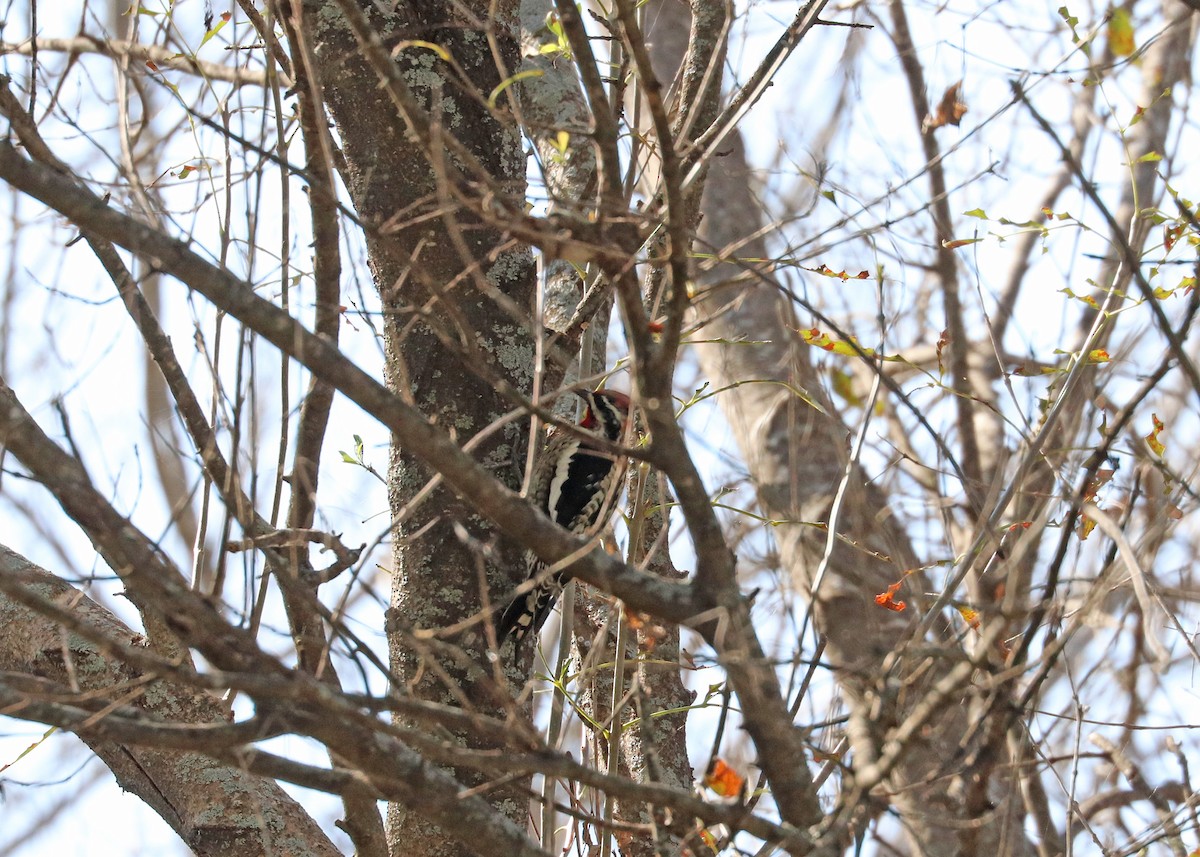 Red-naped Sapsucker - ML647626593
