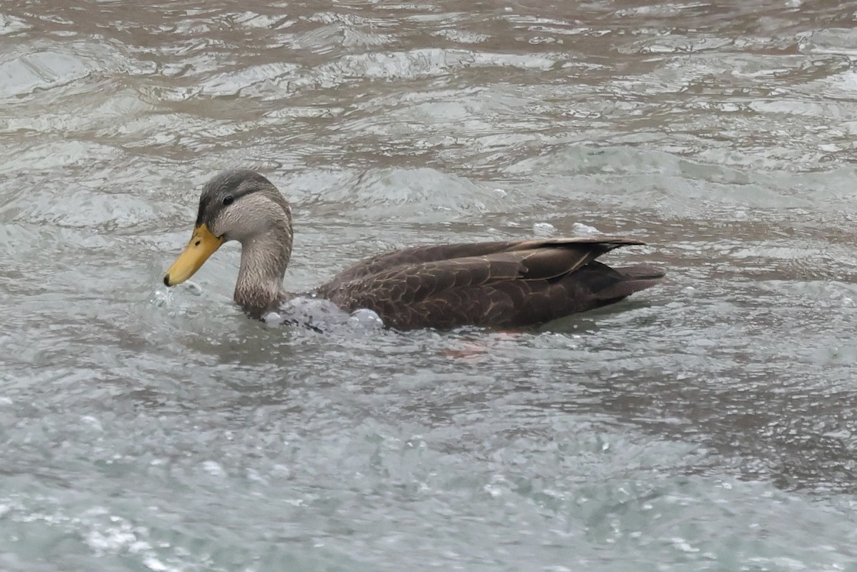 Ahate iluna - ML647626651