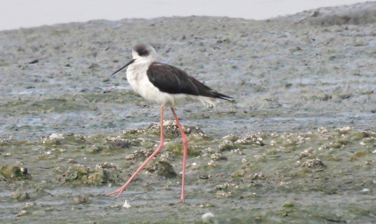 高蹺鴴 - ML647626696