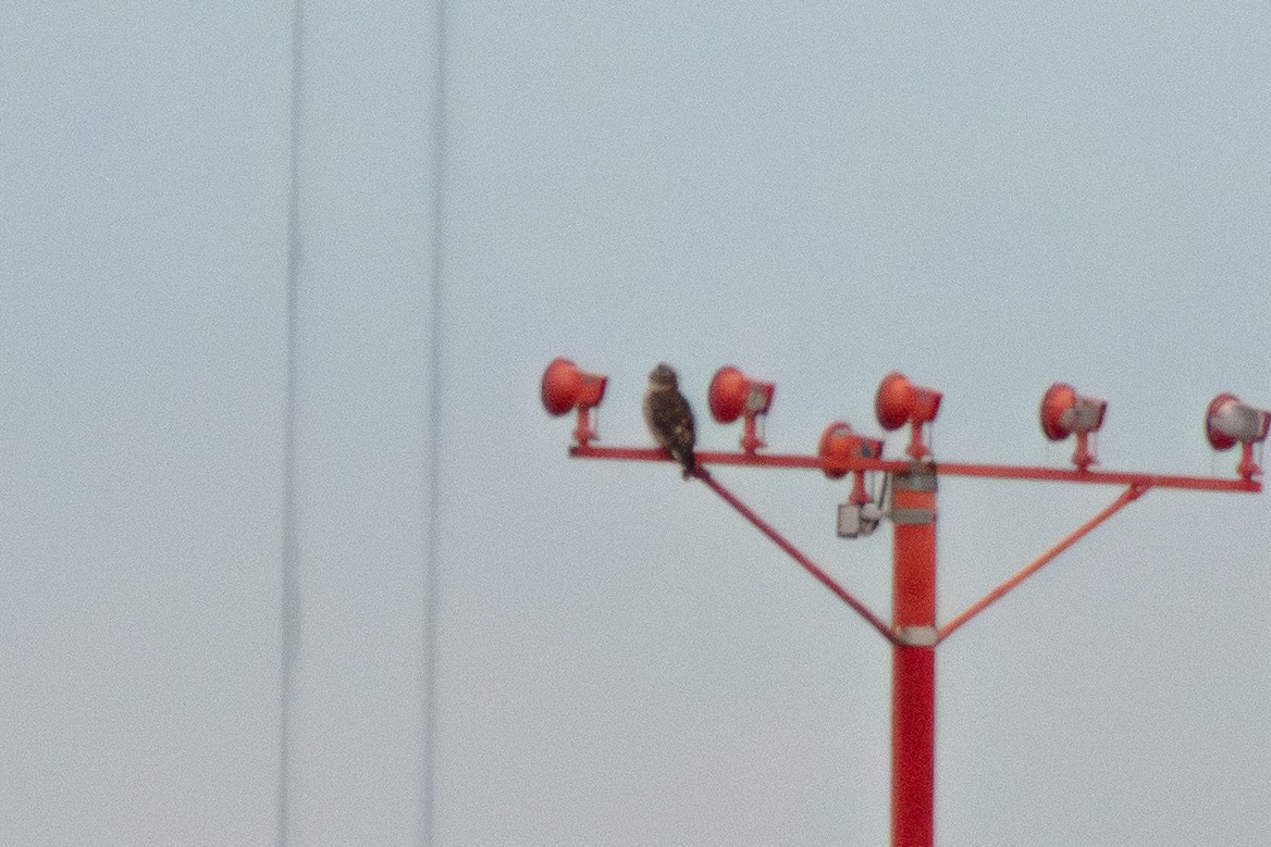 鷹科(中、小型) - ML647626702