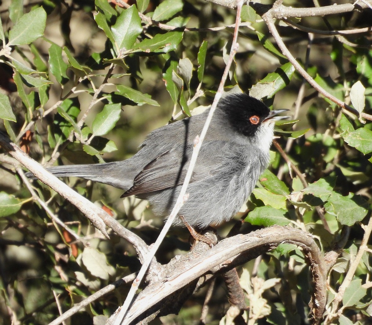 Sardinian Warbler - ML647626703