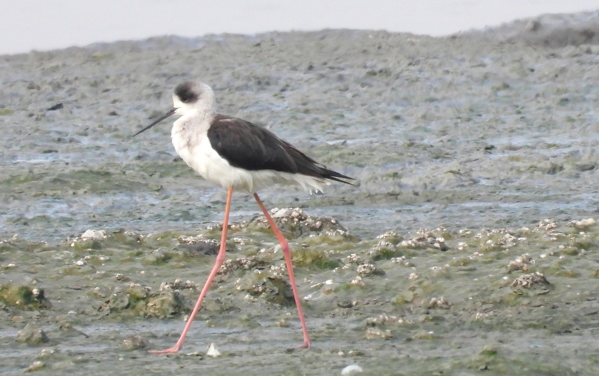 高蹺鴴 - ML647626710