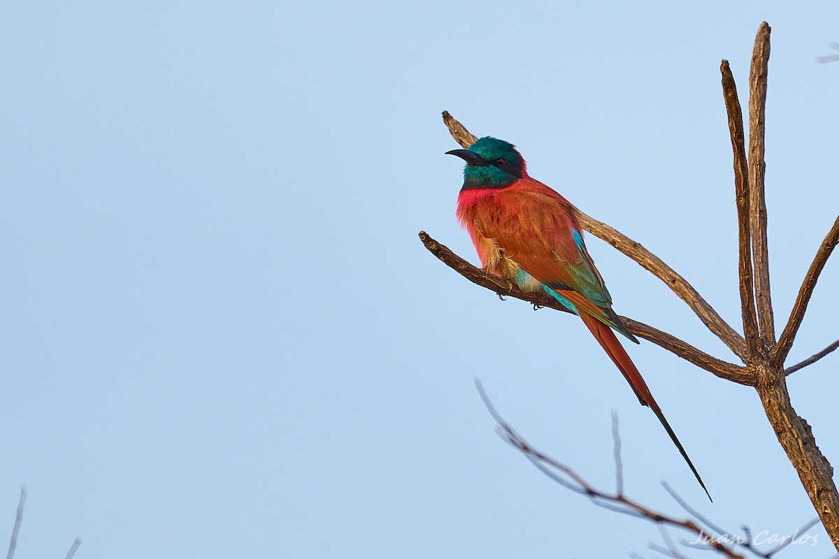 שרקרק ורוד - ML647626715