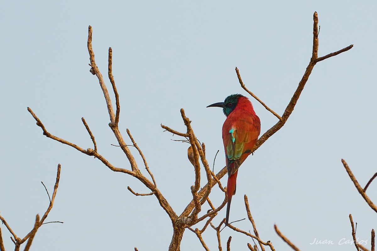 שרקרק ורוד - ML647626717