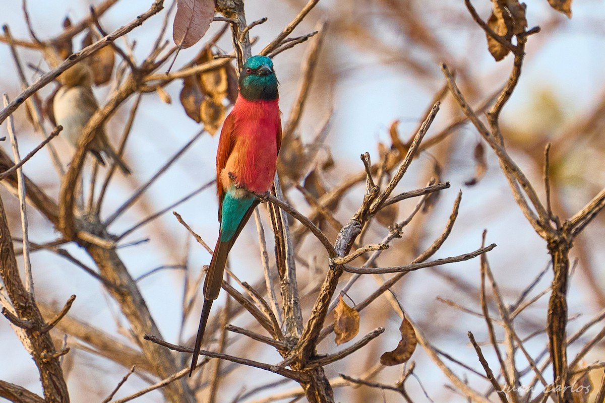 שרקרק ורוד - ML647626718