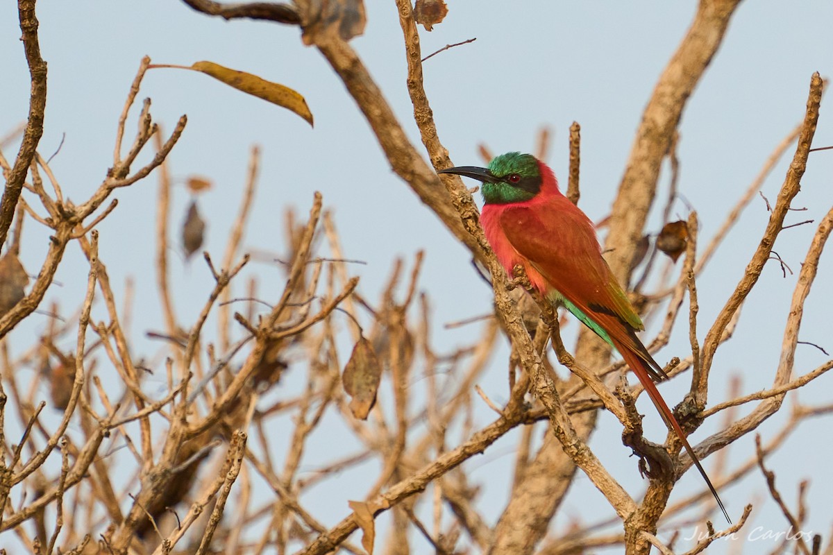 שרקרק ורוד - ML647626719