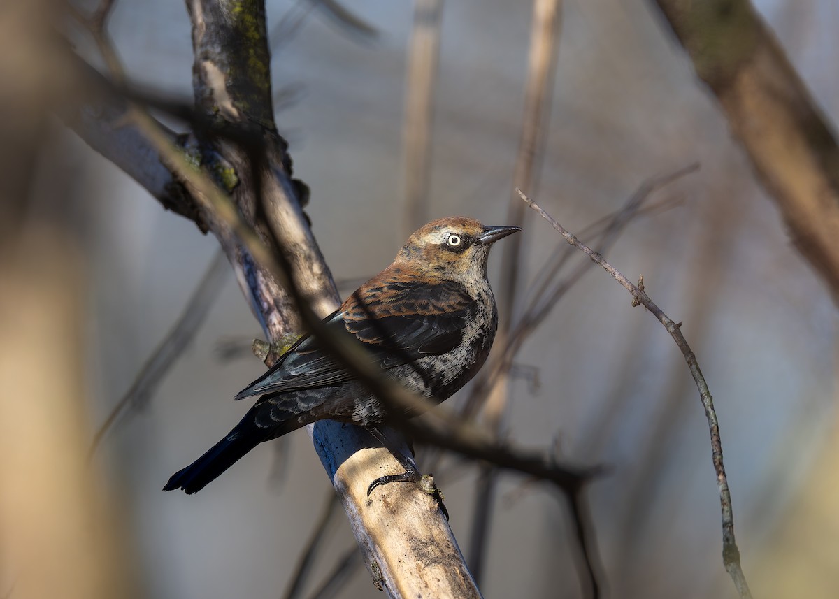 Трупіалець північний - ML647626723