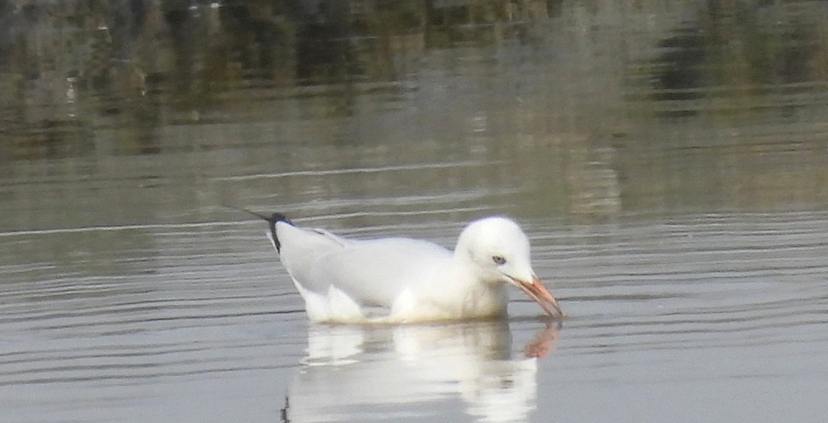 Морской голубок - ML647626743