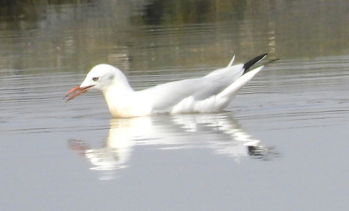 Морской голубок - ML647626757