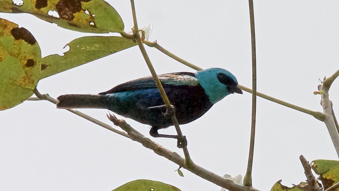 Blue-necked Tanager - ML647626804