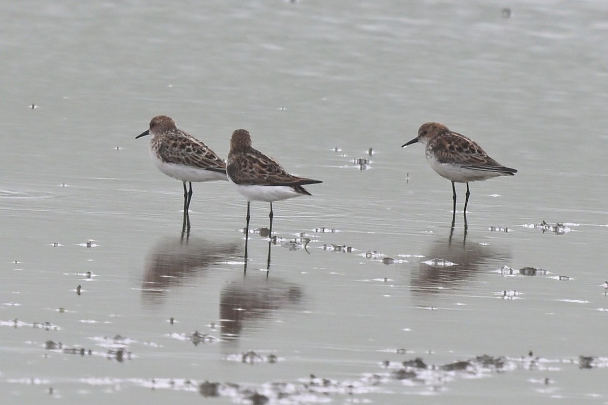 Little Stint - ML647626809