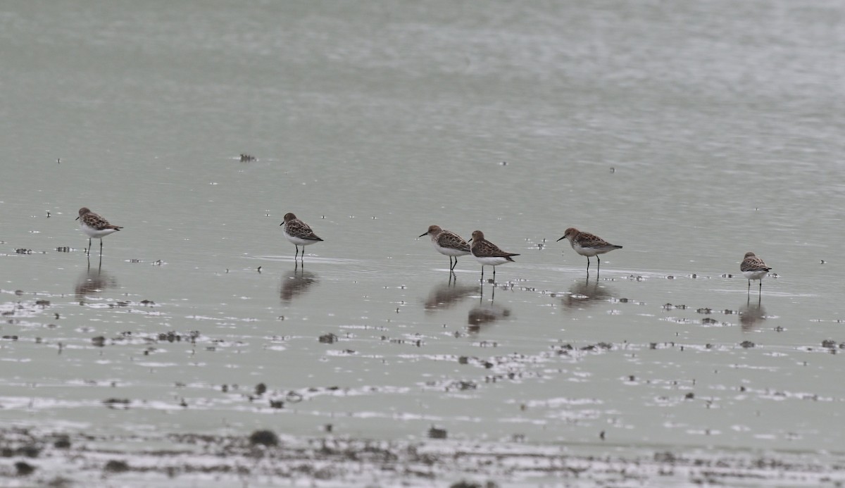 Little Stint - ML647626810