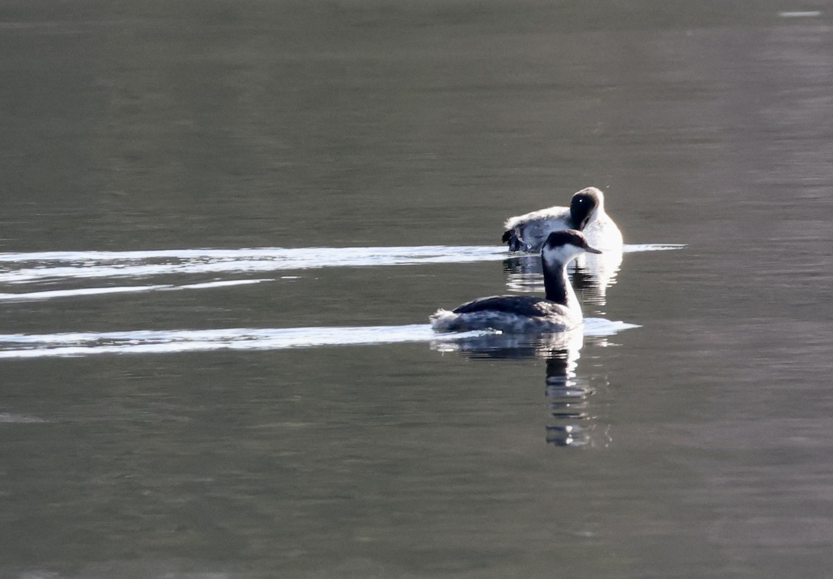 Horned Grebe - ML647626812