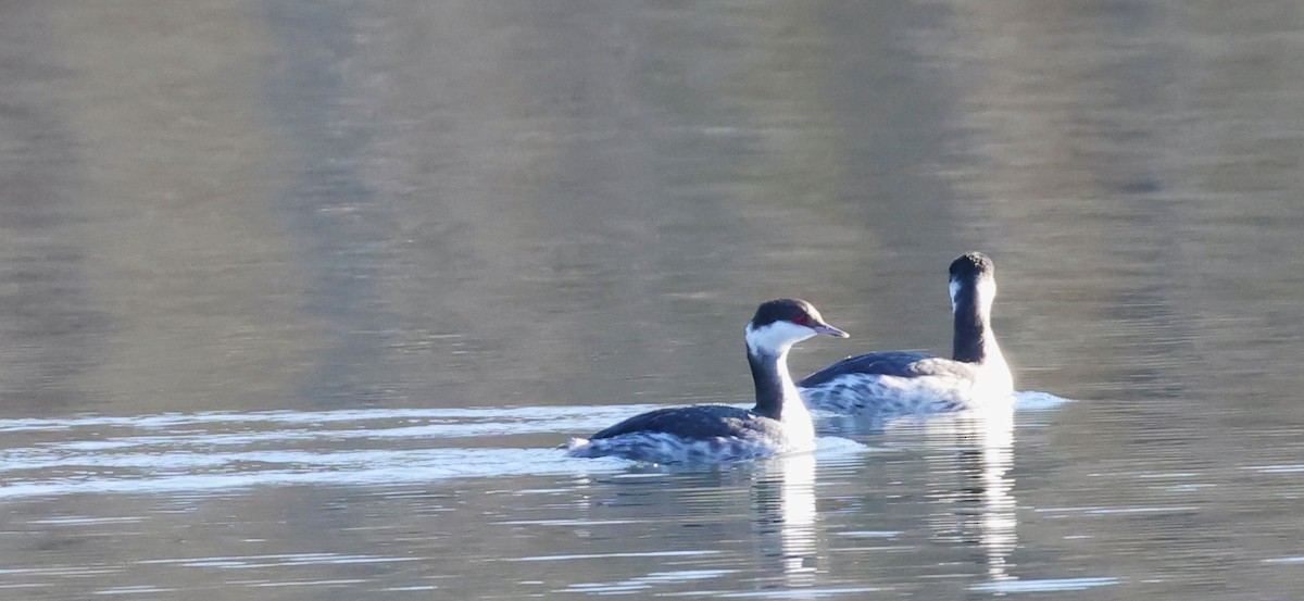 Horned Grebe - ML647626814