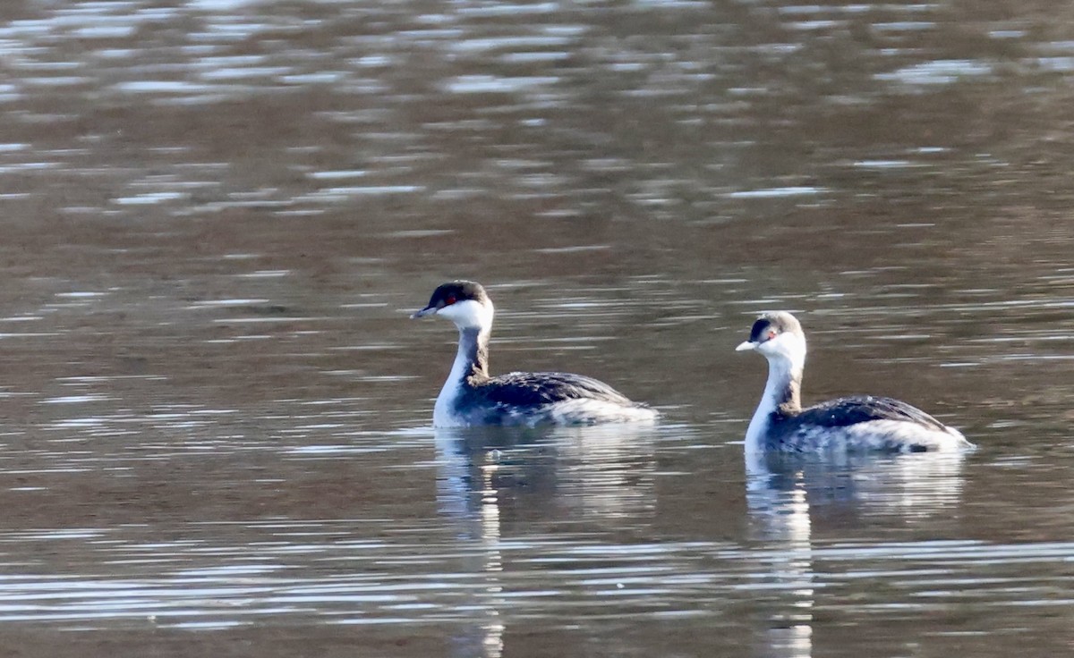 Horned Grebe - ML647626819
