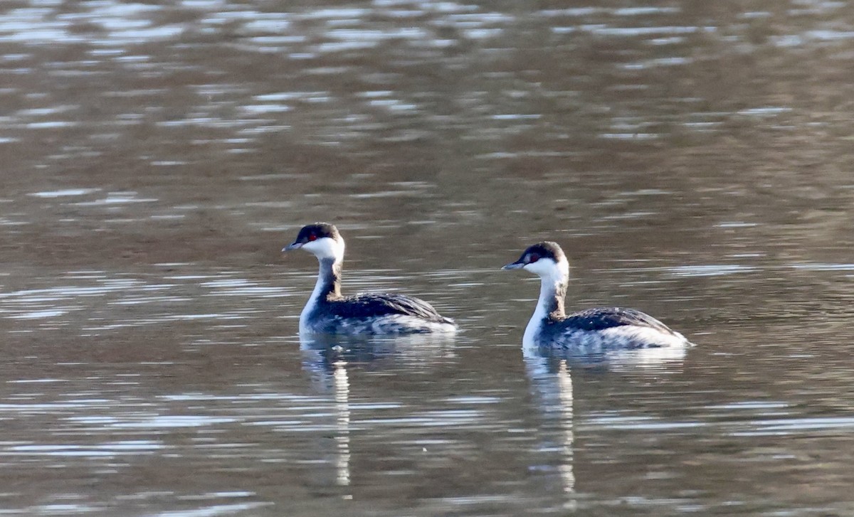 Horned Grebe - ML647626820