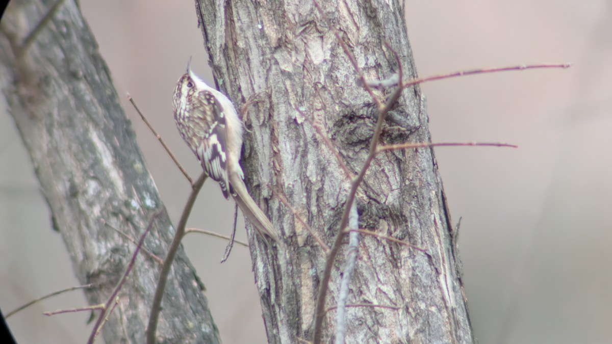Brown Creeper - ML647626822