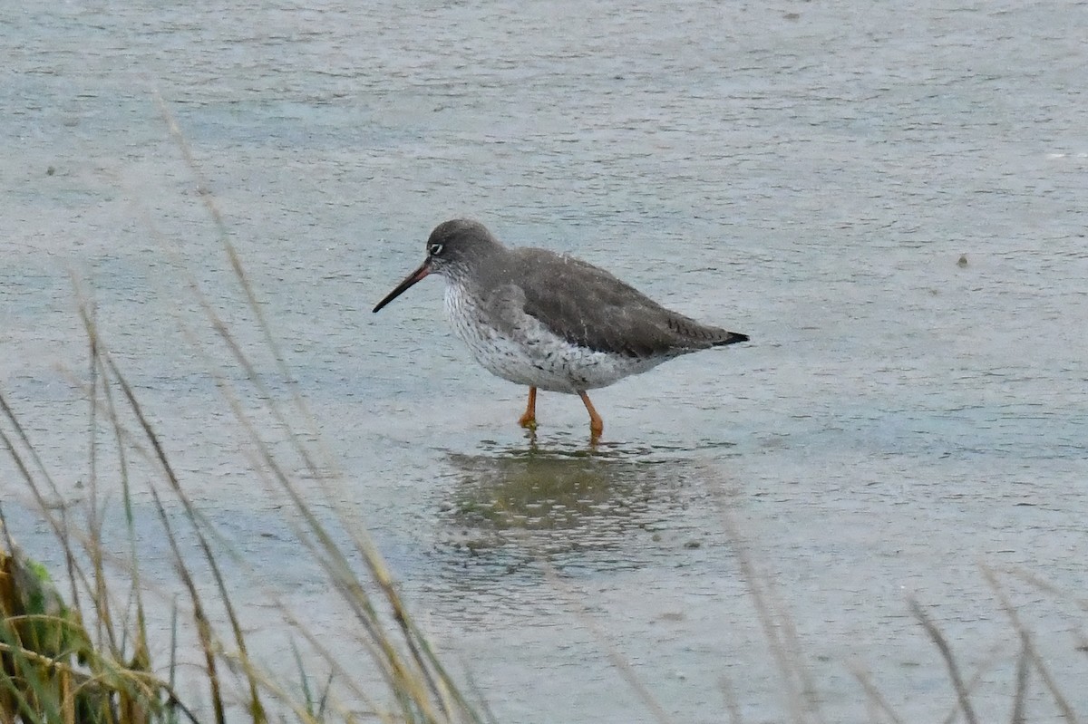 Common Redshank - ML647626823