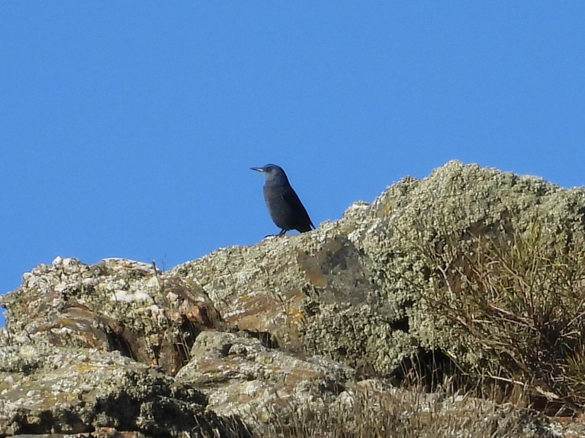 Blue Rock-Thrush - ML647626824