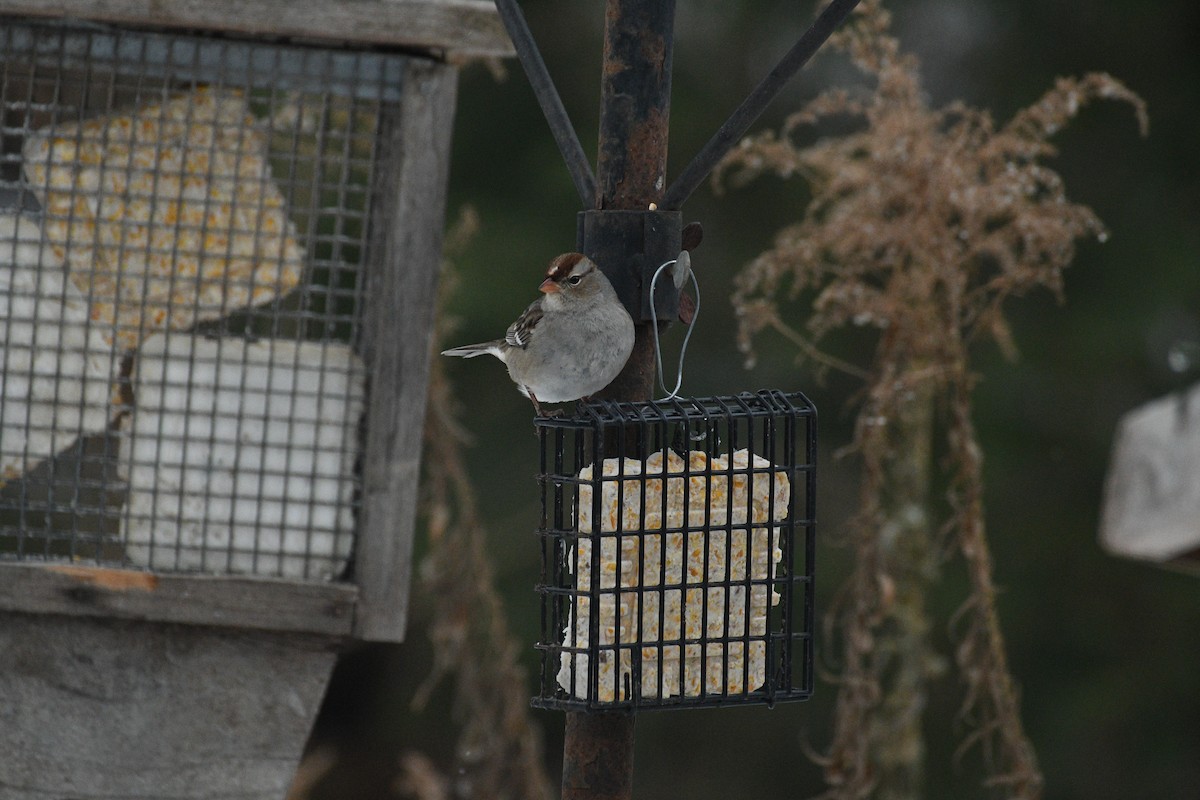 White-crowned Sparrow - ML647626825
