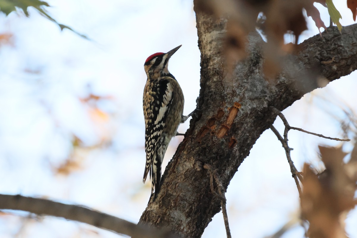 Yellow-bellied Sapsucker - ML647626826
