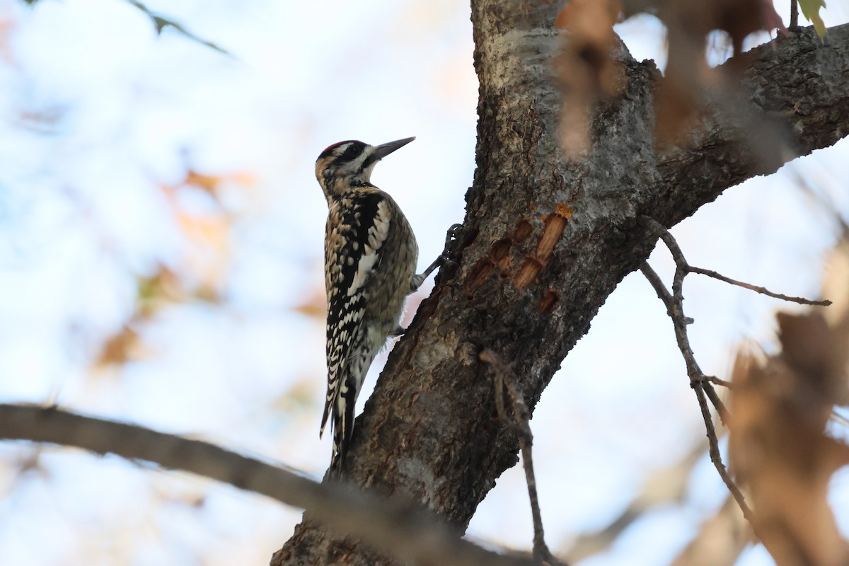 Yellow-bellied Sapsucker - ML647626827