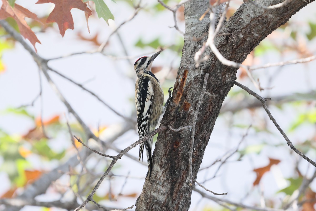 Yellow-bellied Sapsucker - ML647626828