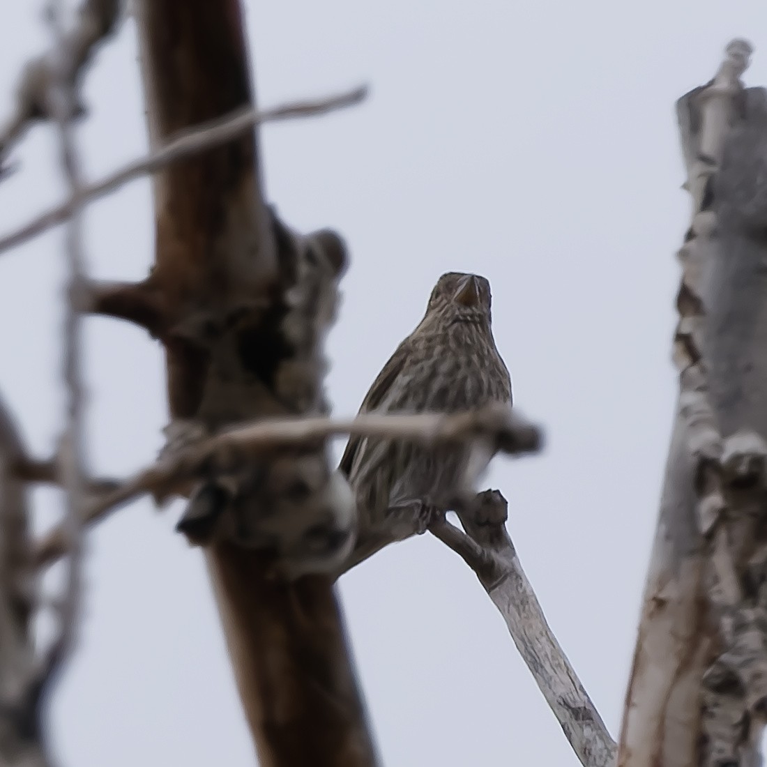 Cassin's Finch - ML647626830