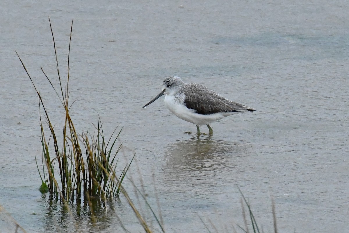 Common Greenshank - ML647626831