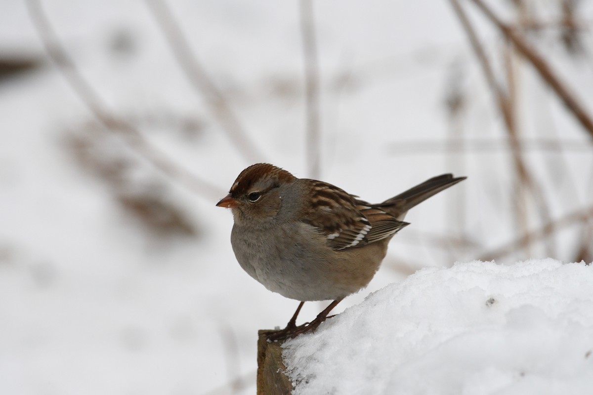 White-crowned Sparrow - ML647626832